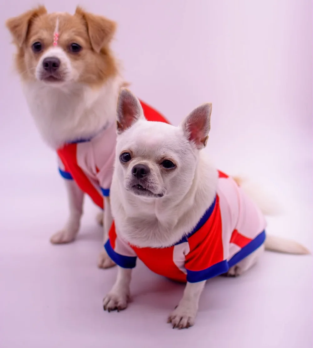 Dos perritos después de la consulta