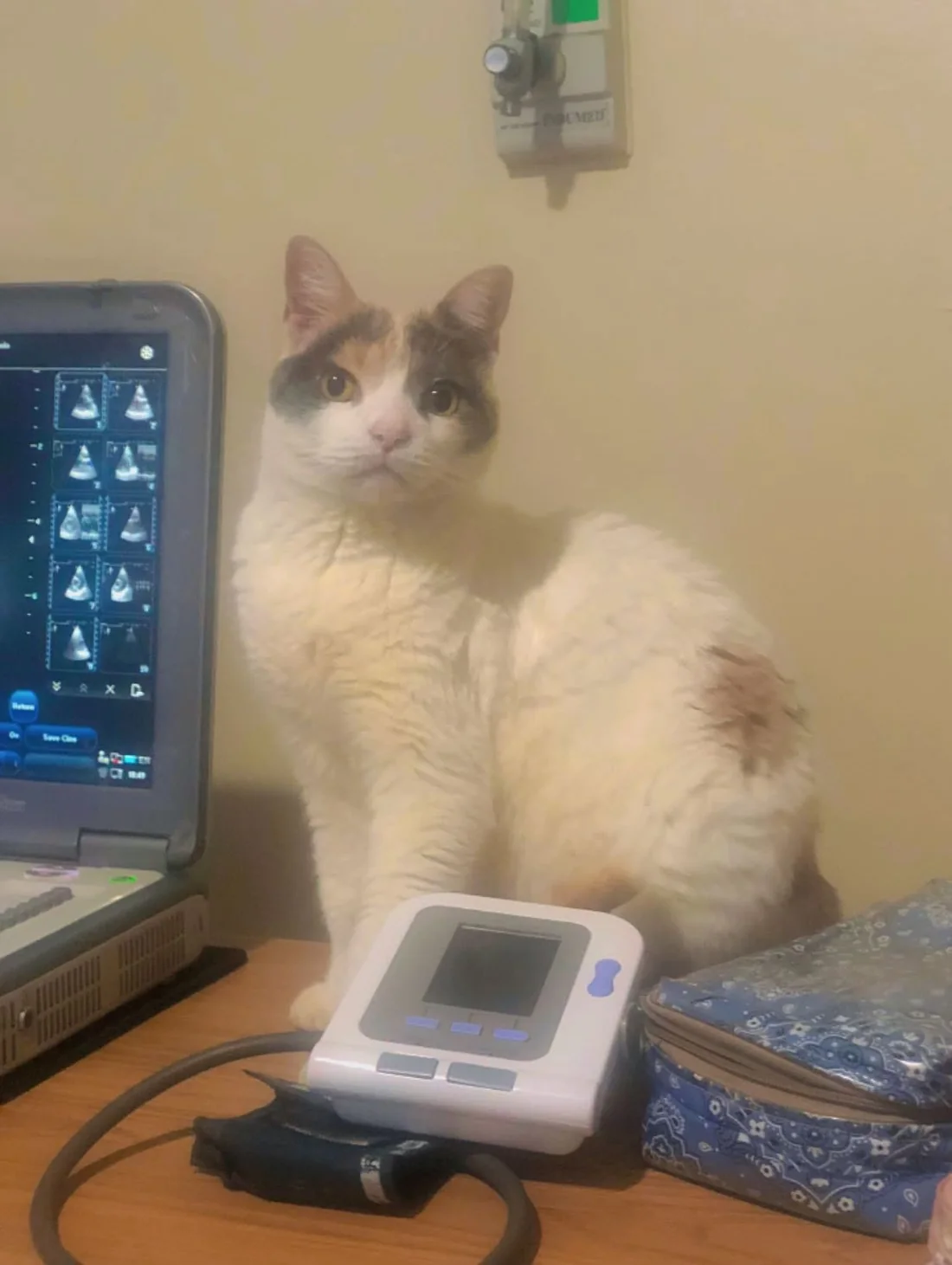 Gato junto al ecógrafo de la clínica