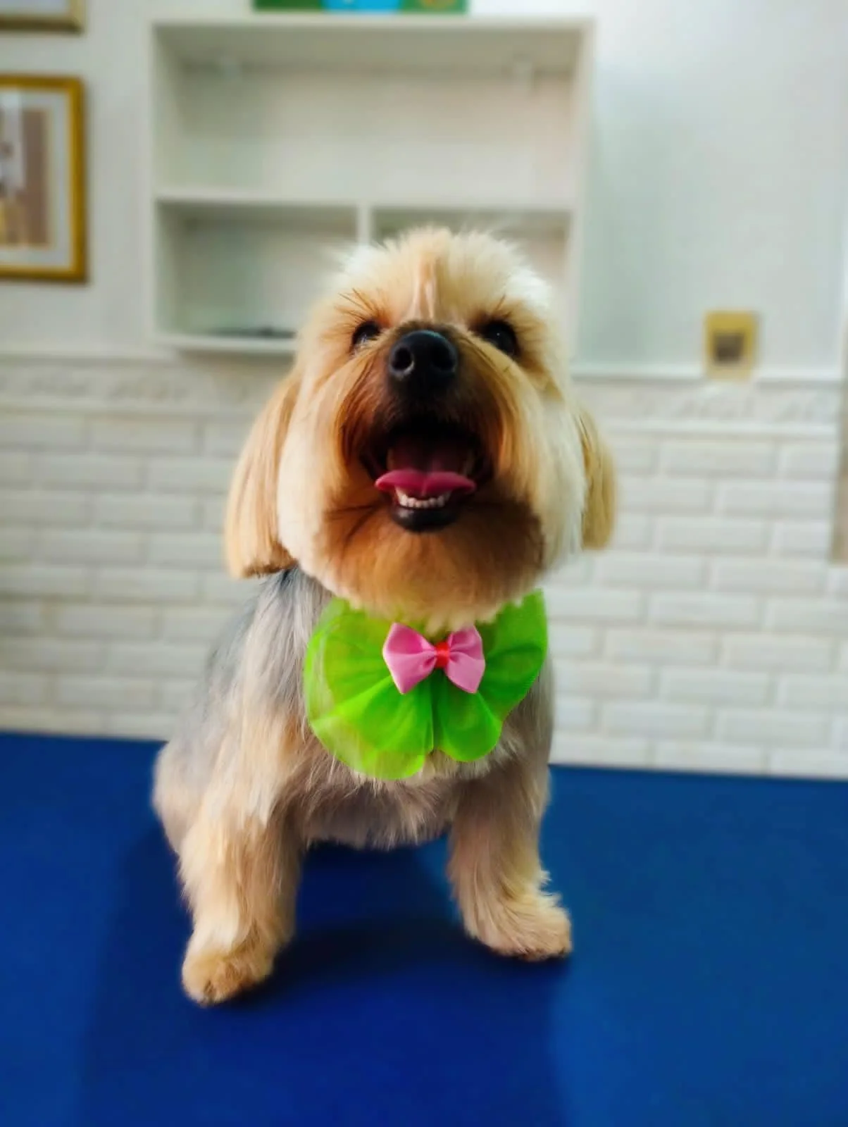 Perro recién bañado en la sala de la clínica