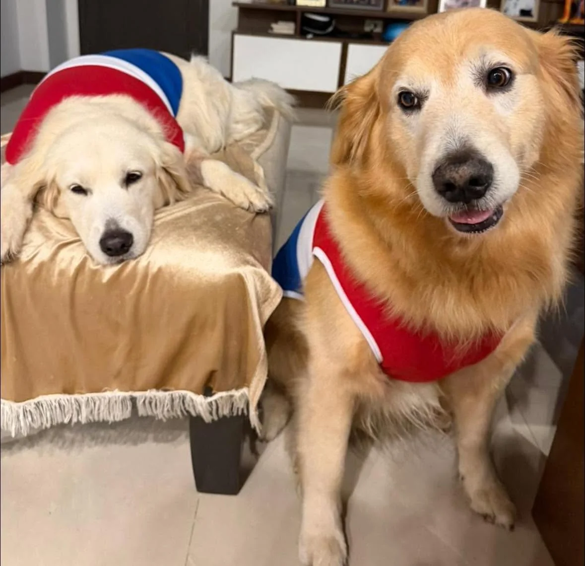 Dos perros pacientes de la clínica